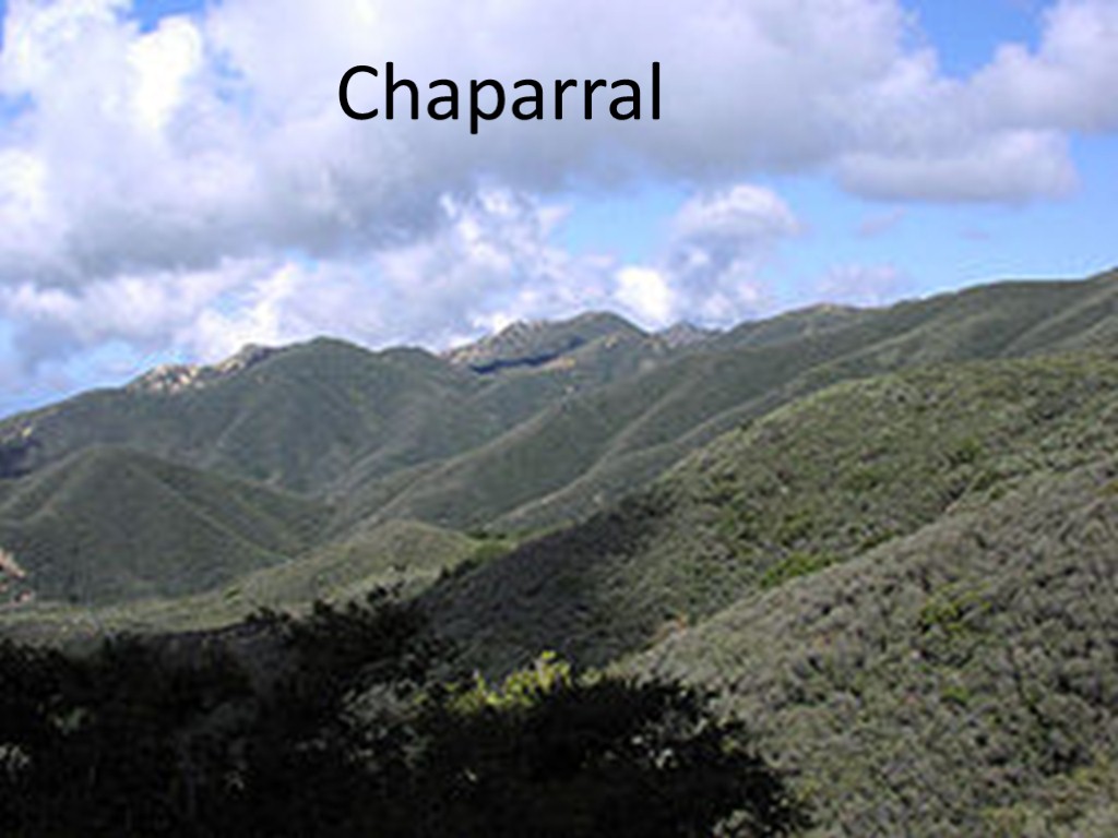 Chaparral